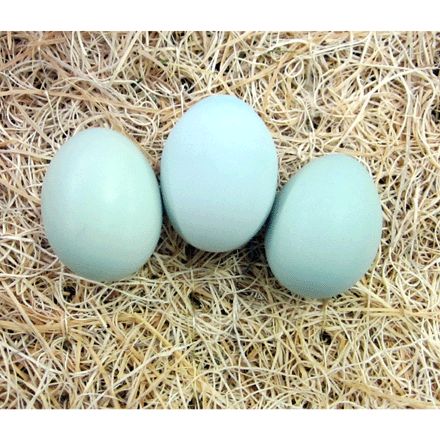 Blue Ameraucana Eggs Homeland