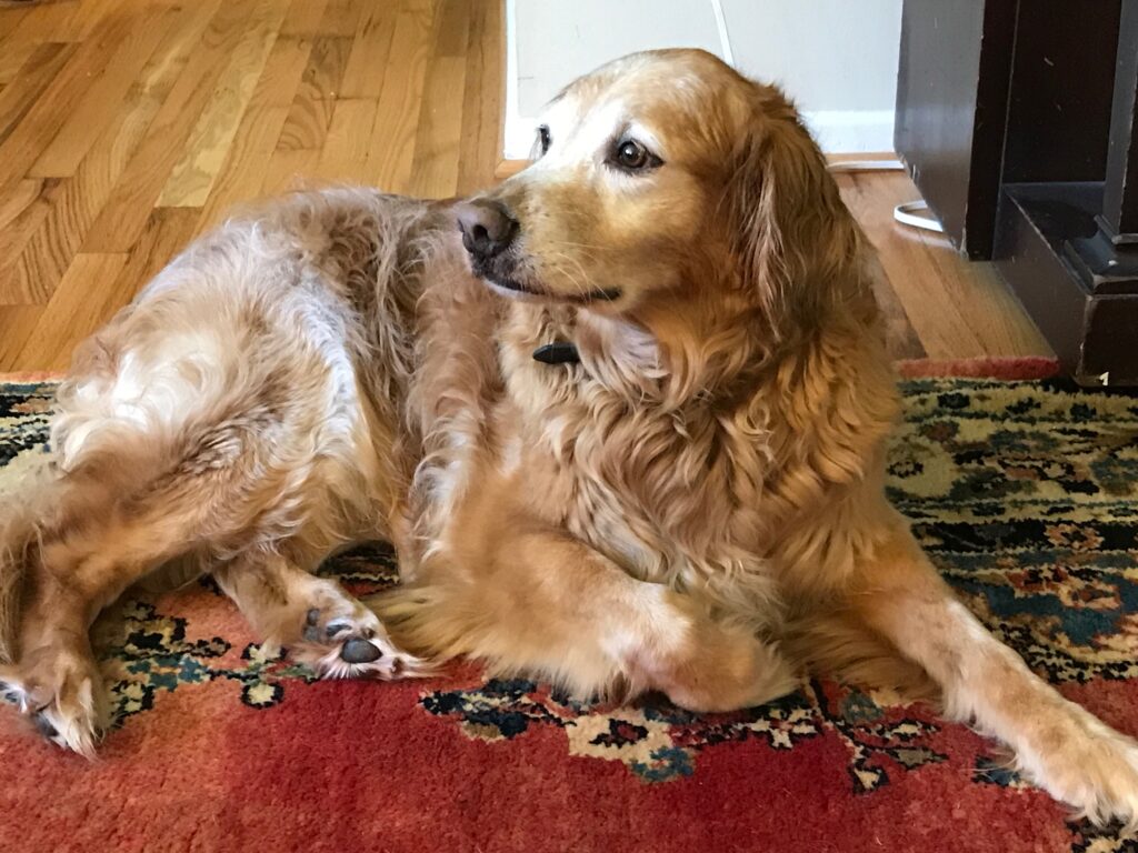 Max on Rug in Living Room