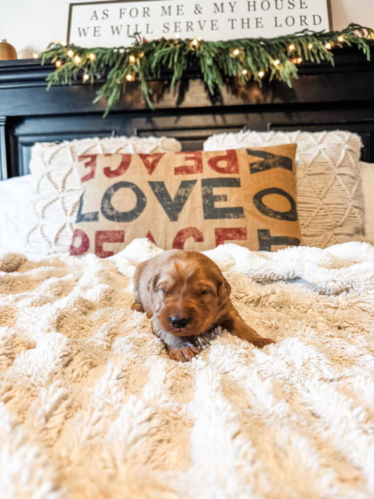 Red Boy Golden Retriever Puppy for sale