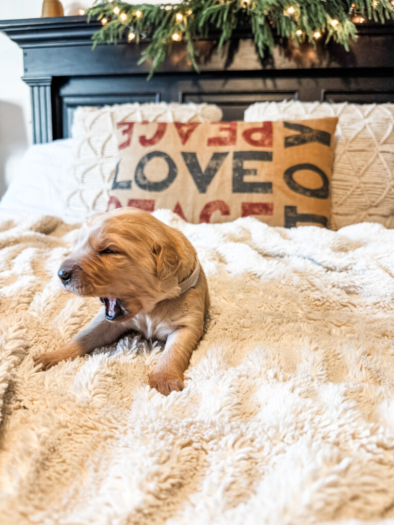 White Boy Golden Retriever Puppy For Sale