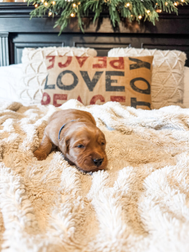 Blue Boy Golden Retriever Puppy For Sale