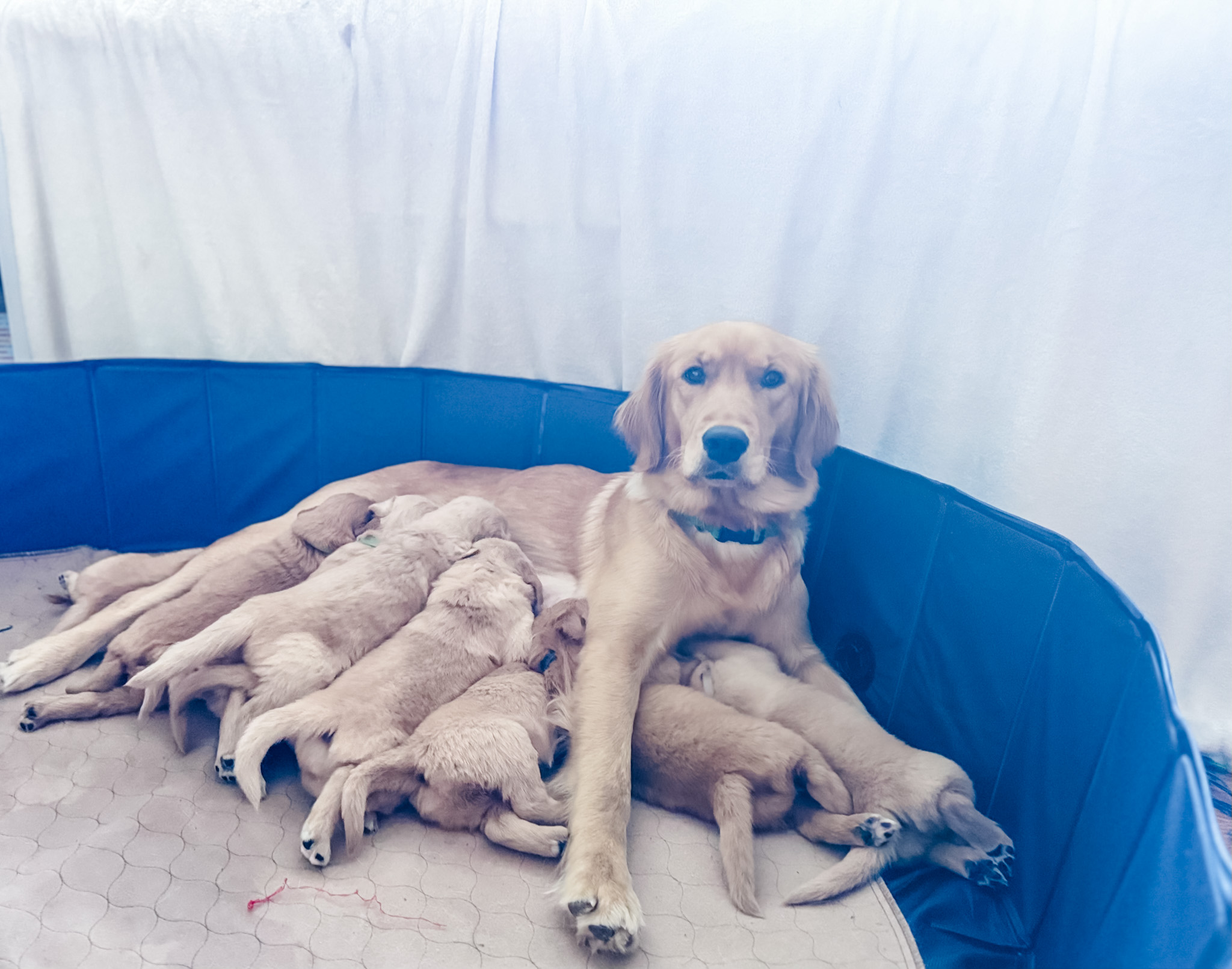 Goldie nursing litter of puppies